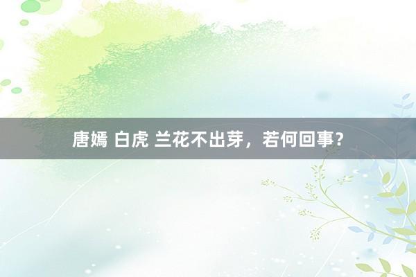 唐嫣 白虎 兰花不出芽，若何回事？