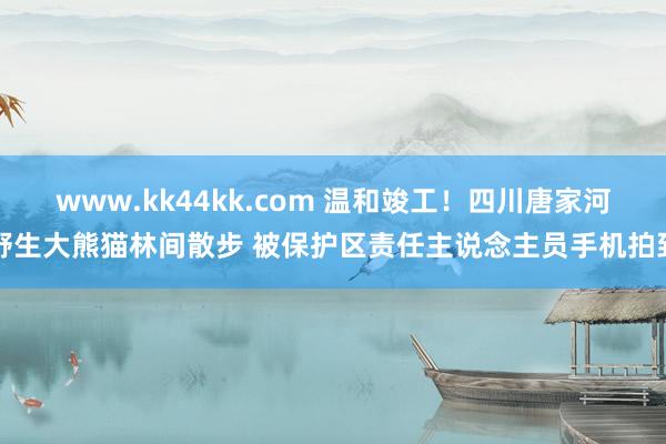 www.kk44kk.com 温和竣工！四川唐家河野生大熊猫林间散步 被保护区责任主说念主员手机拍到